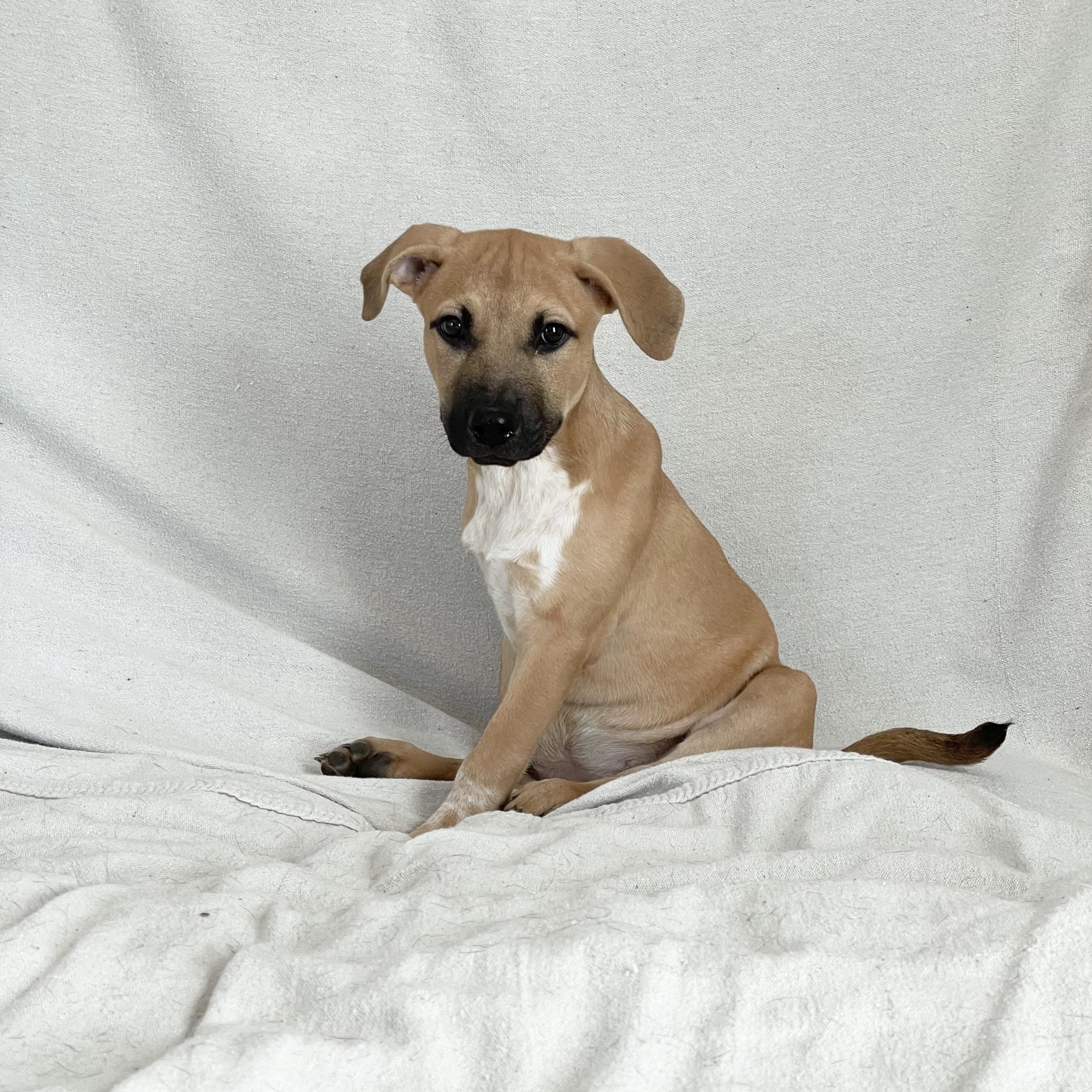 Amazing Carmelita, a Adoptable mixed breed in West Hartford , CT image 5/6