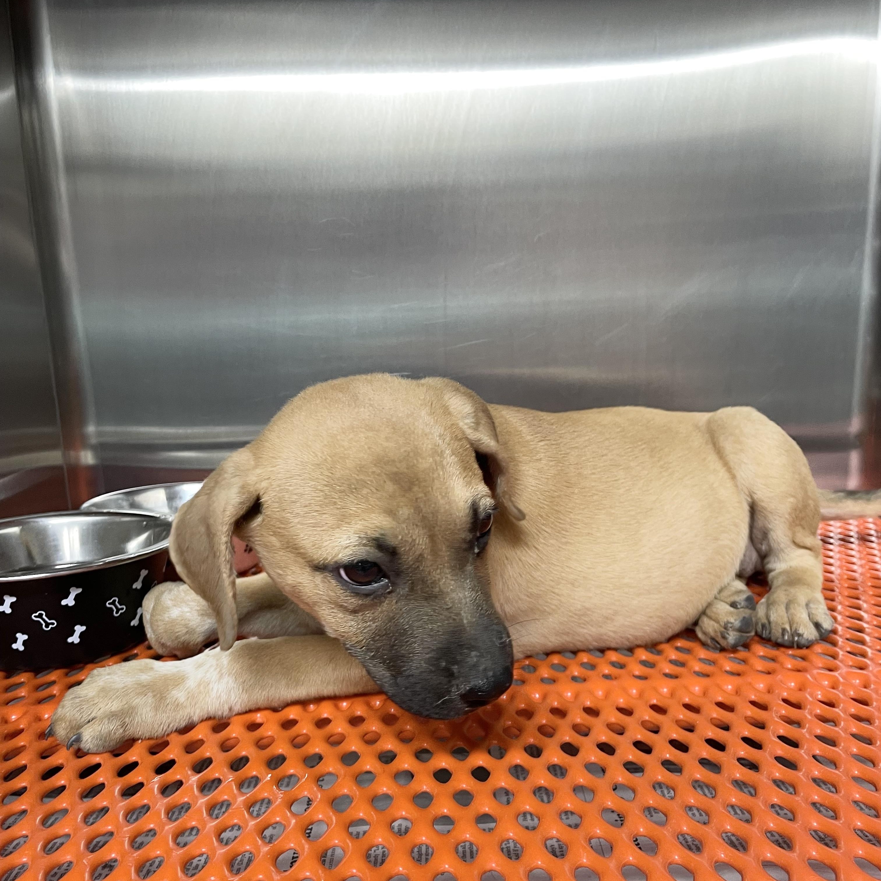 Amazing Carmelita, a Adoptable mixed breed in West Hartford , CT image 6/6