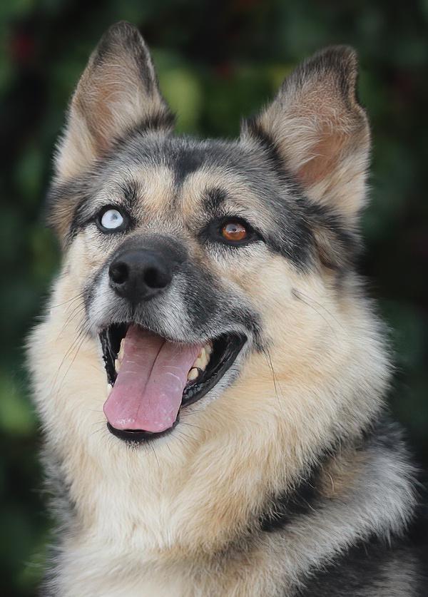 Whiskey von Delano, Adoptable, Adult Male German Shepherd Dog & Husky.
