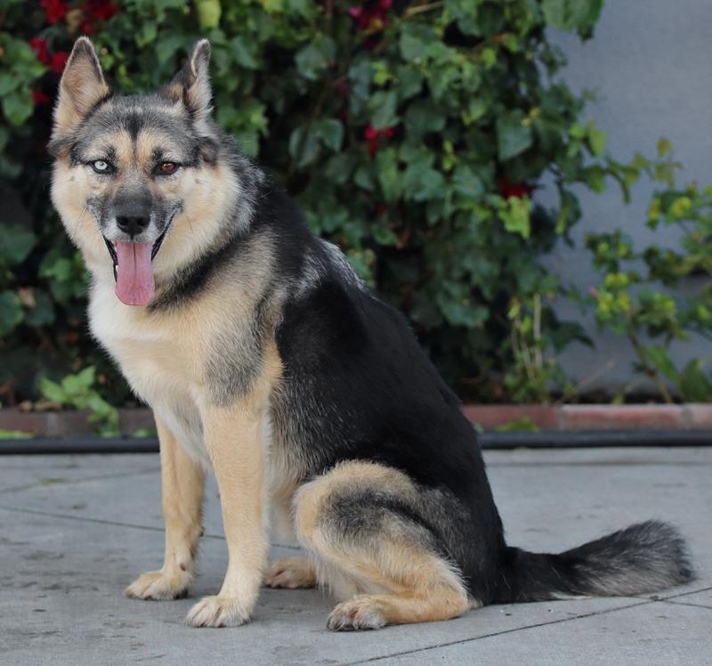 Enlarge Whiskey von Delano, a Adoptable mixed breed in Los Angeles, CA image 2/5
