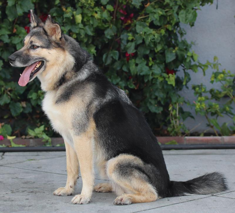 Enlarge Whiskey von Delano, a Adoptable mixed breed in Los Angeles, CA image 3/5