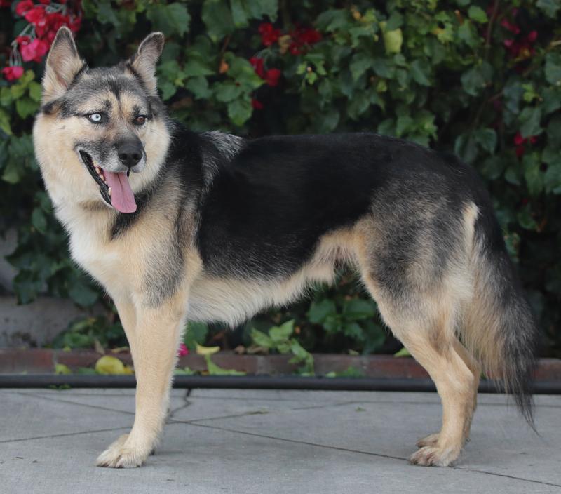 Enlarge Whiskey von Delano, a Adoptable mixed breed in Los Angeles, CA image 5/5