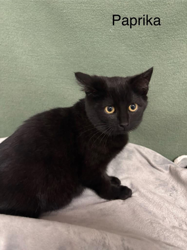 Paprika, Adoptable, Kitten Female Domestic Short Hair.