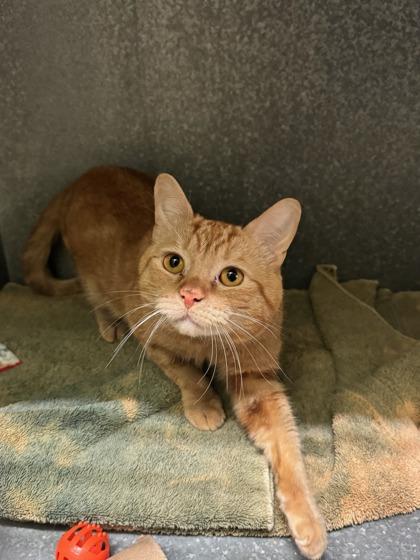 Worm, Adoptable, Young Male Domestic Short Hair & Domestic Short Hair.