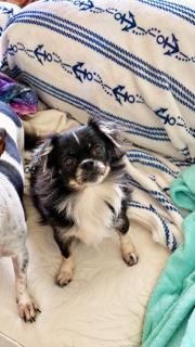 Enlarge Suki, a Adoptable mixed breed in Orlando, FL image 3/3
