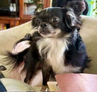 Suki, Adoptable, Adult Female Japanese Chin & Shih Tzu.