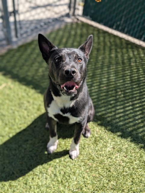 Enlarge BO, a Adoptable mixed breed in Downey, CA image 1/1