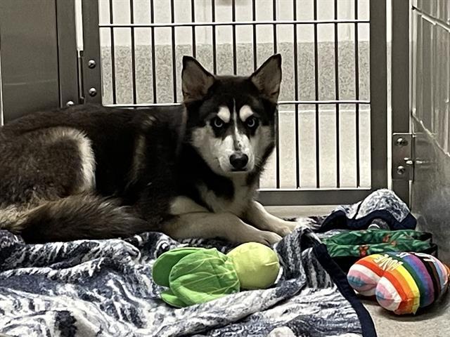 NELSON, Adoptable, Young Male Husky.