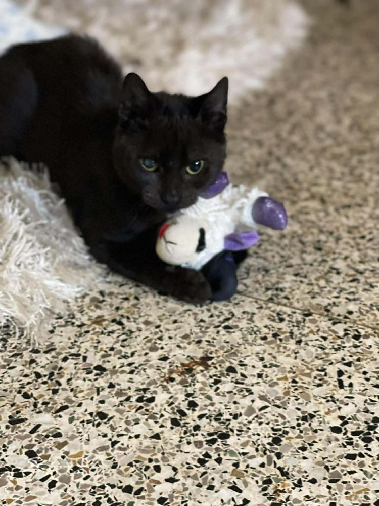 Fudge, Adoptable, Kitten Female Domestic Short Hair.