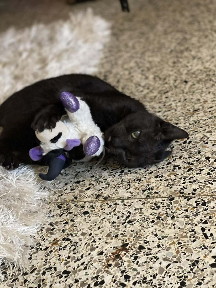 Enlarge Fudge, a Adoptable Domestic Short Hair in Gonzales, LA image 2/2