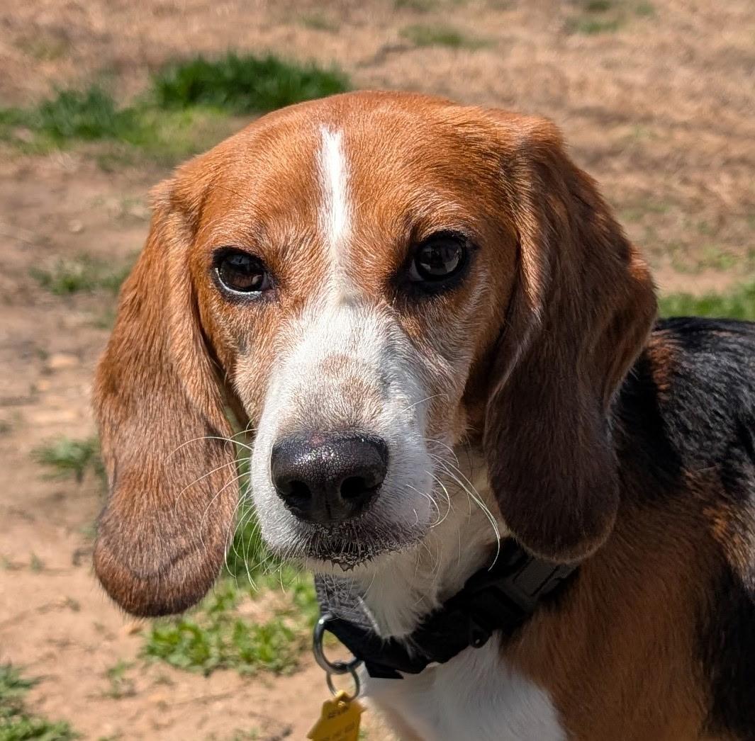 Enlarge Kevin, a Adoptable Beagle in South Plainfield, NJ image 2/5