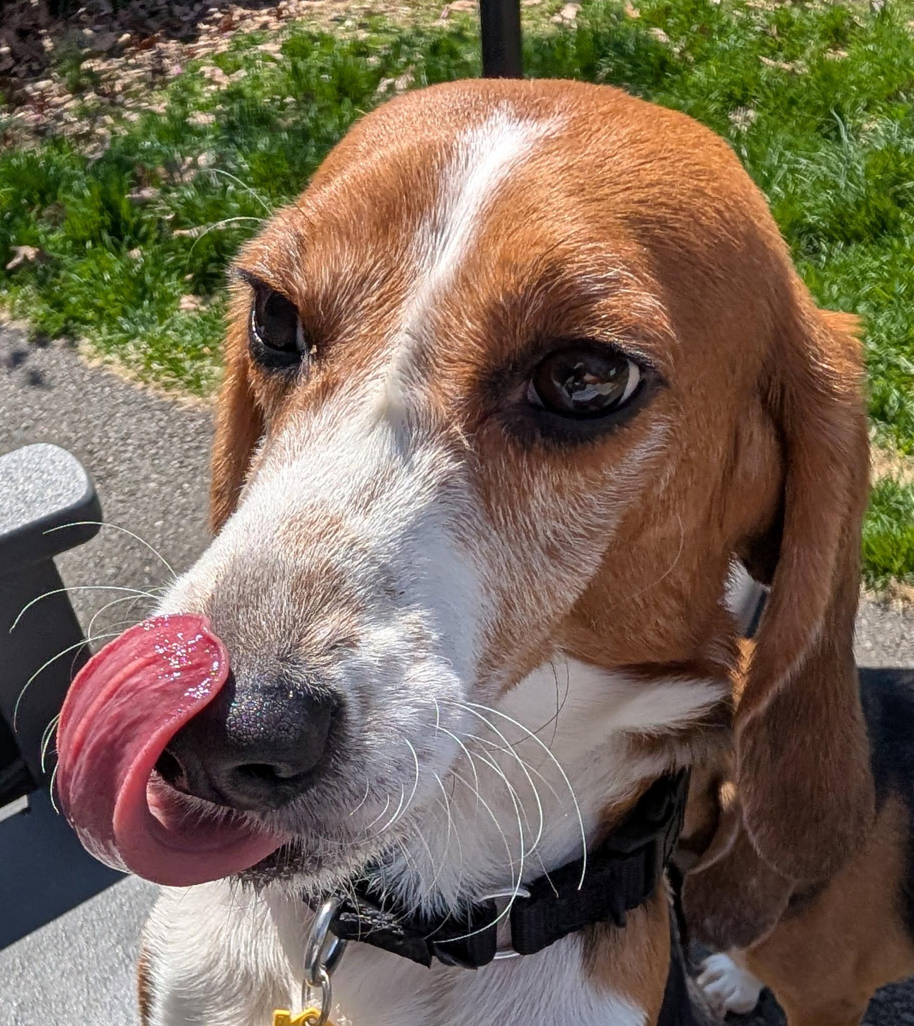 Enlarge Kevin, a Adoptable Beagle in South Plainfield, NJ image 4/5