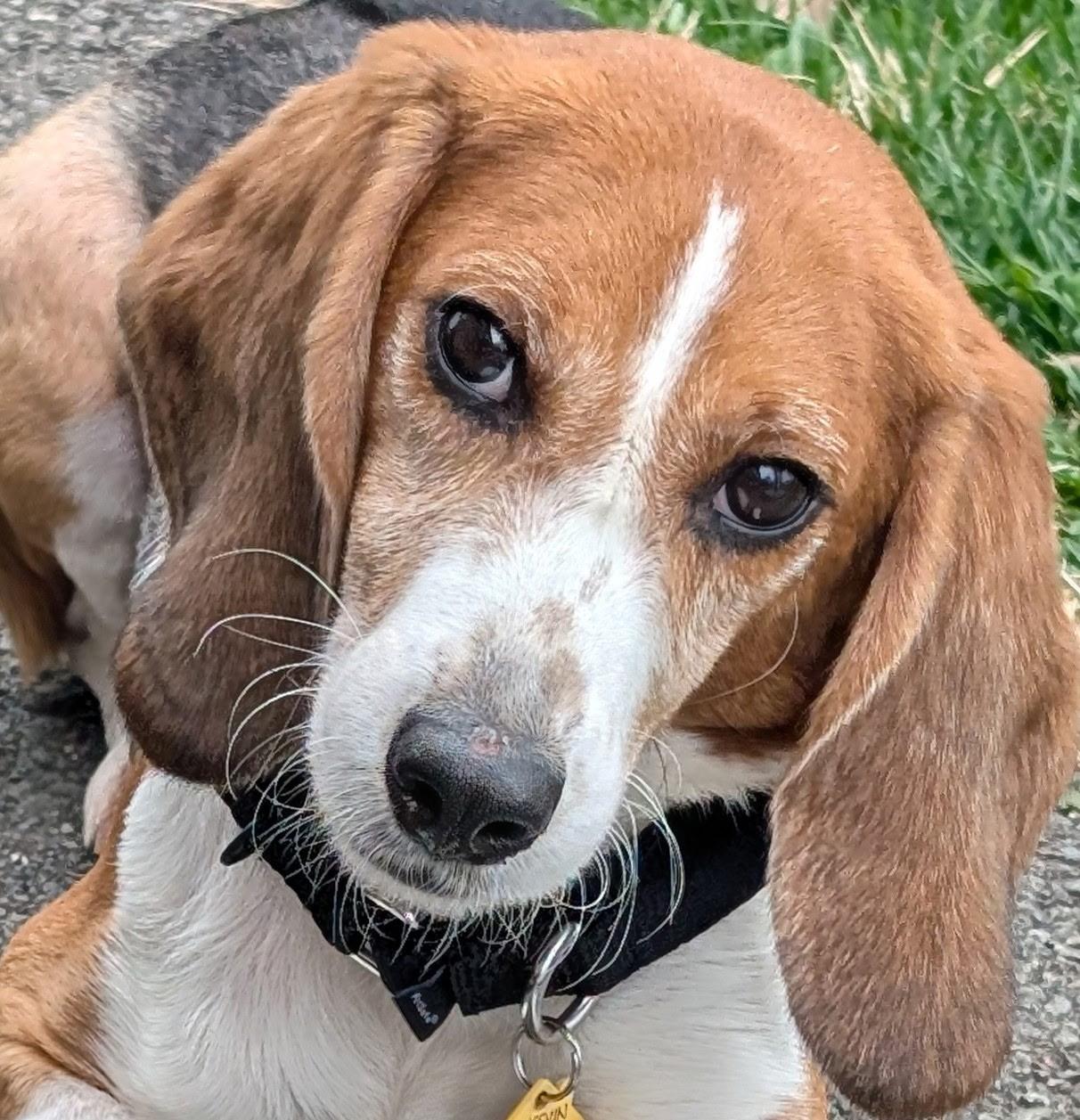 Enlarge Kevin, a Adoptable Beagle in South Plainfield, NJ image 5/5