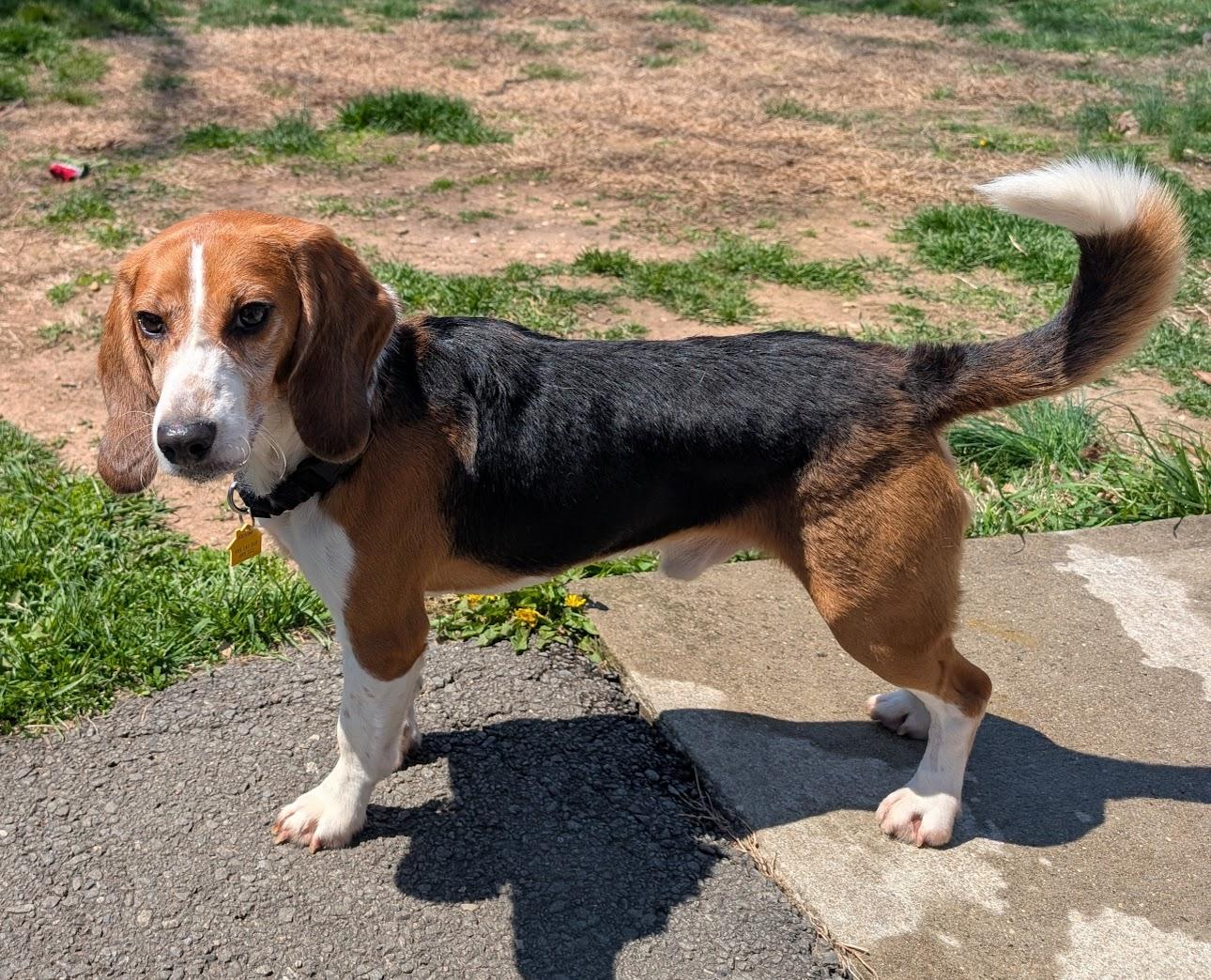 Enlarge Kevin, a Adoptable Beagle in South Plainfield, NJ image 3/5