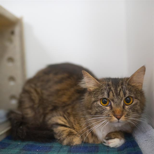 MILLIE, Adoptable, Young Female Domestic Medium Hair.