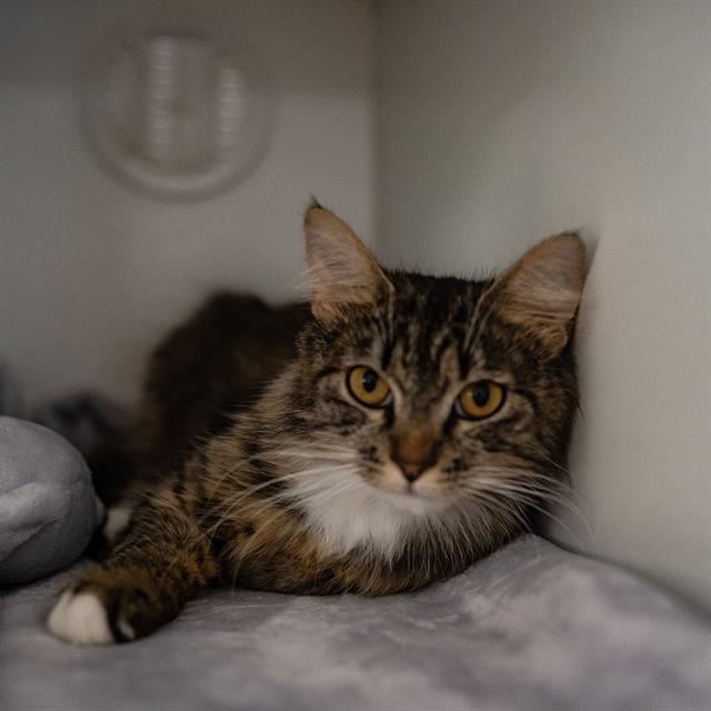 MILLIE, Adoptable, Young Female Domestic Medium Hair.