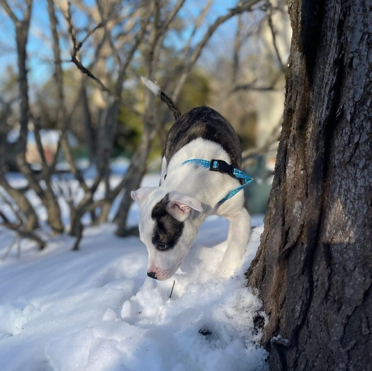 Enlarge Big Guy, a ADOPTABLE mixed breed in Collingswood, NJ image 2/5