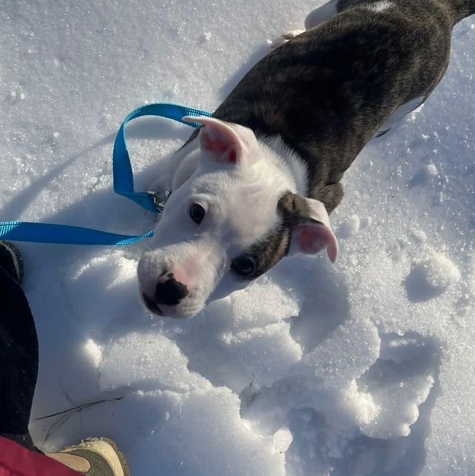 Enlarge Big Guy, a ADOPTABLE mixed breed in Collingswood, NJ image 3/5