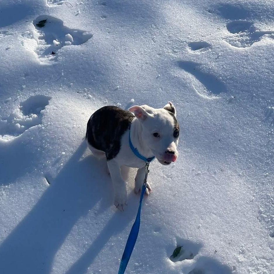 Enlarge Big Guy, a ADOPTABLE mixed breed in Collingswood, NJ image 4/5
