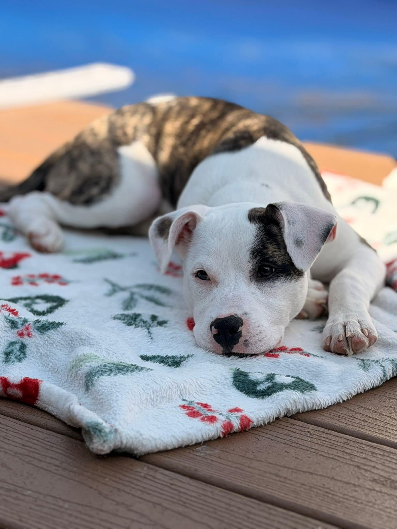 Enlarge Big Guy, a ADOPTABLE mixed breed in Collingswood, NJ image 3/3