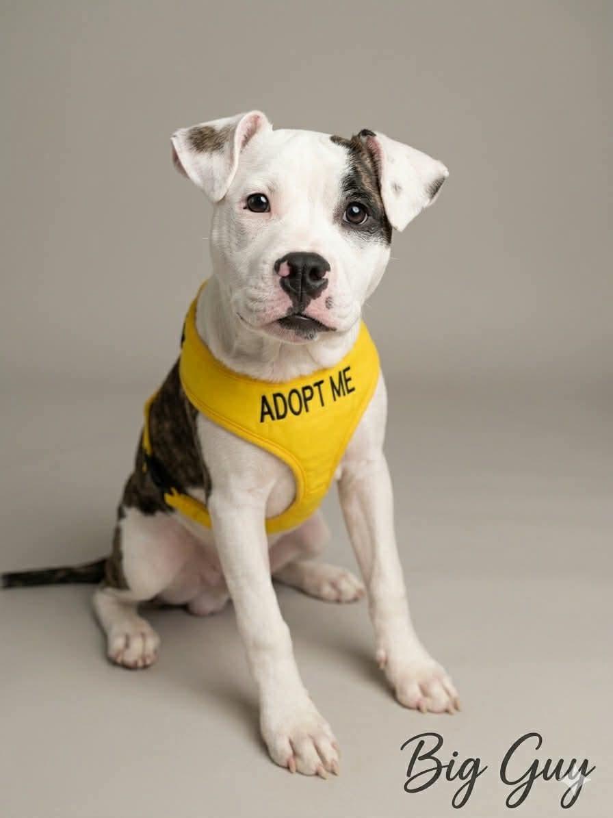 Enlarge Big Guy, a ADOPTABLE mixed breed in Collingswood, NJ image 2/3