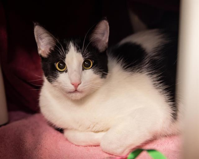 PECAN PIE, Adoptable, Young Male Domestic Short Hair.