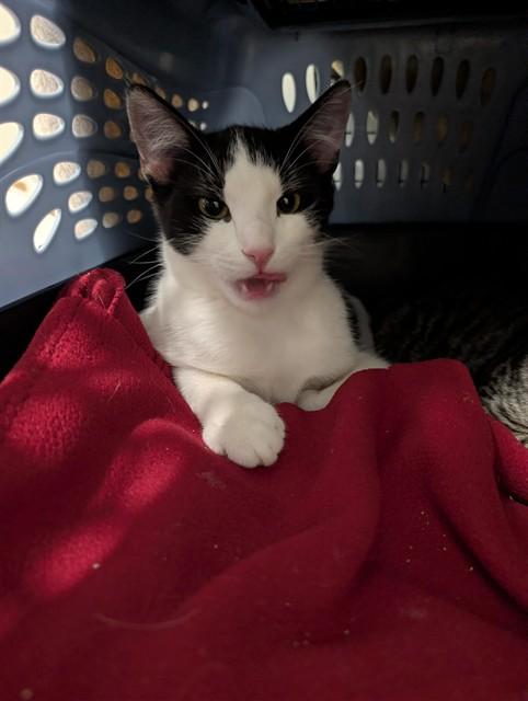 PECAN PIE, Adoptable, Young Male Domestic Short Hair.