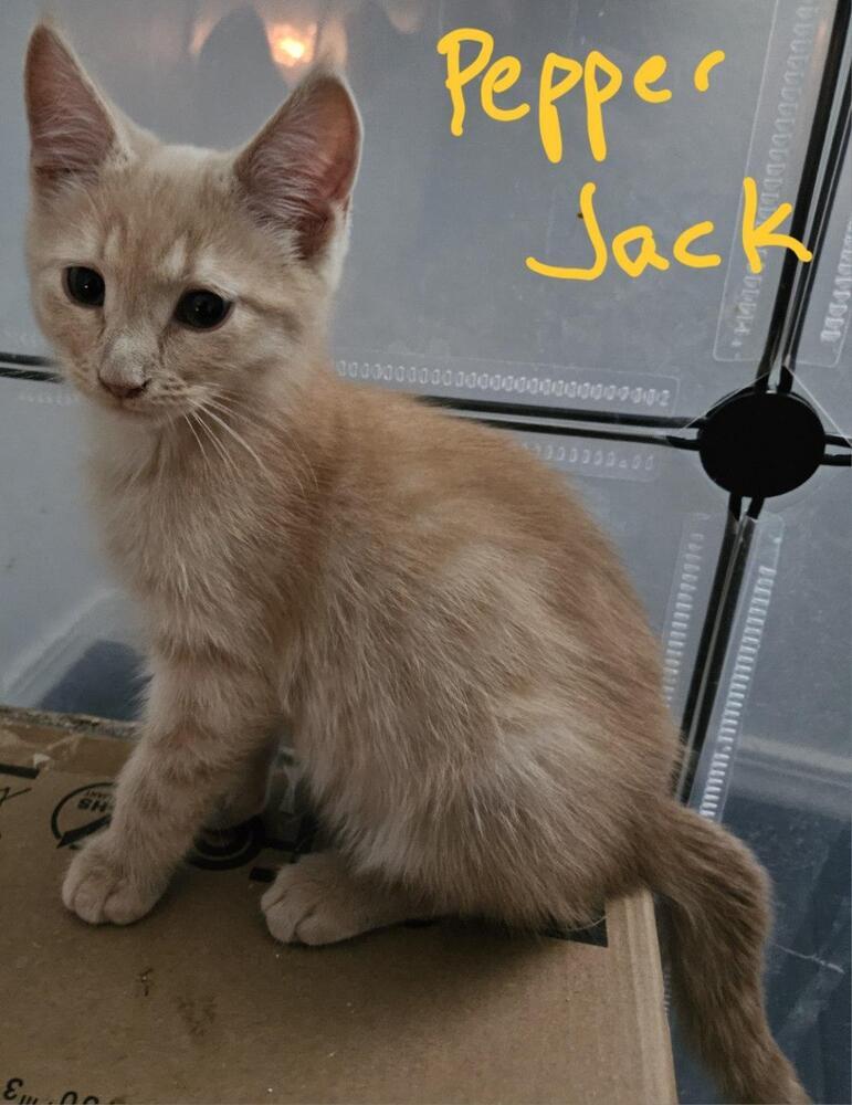 Enlarge Pepper Jack, a Adoptable mixed breed in Albuquerque, NM image 1/1
