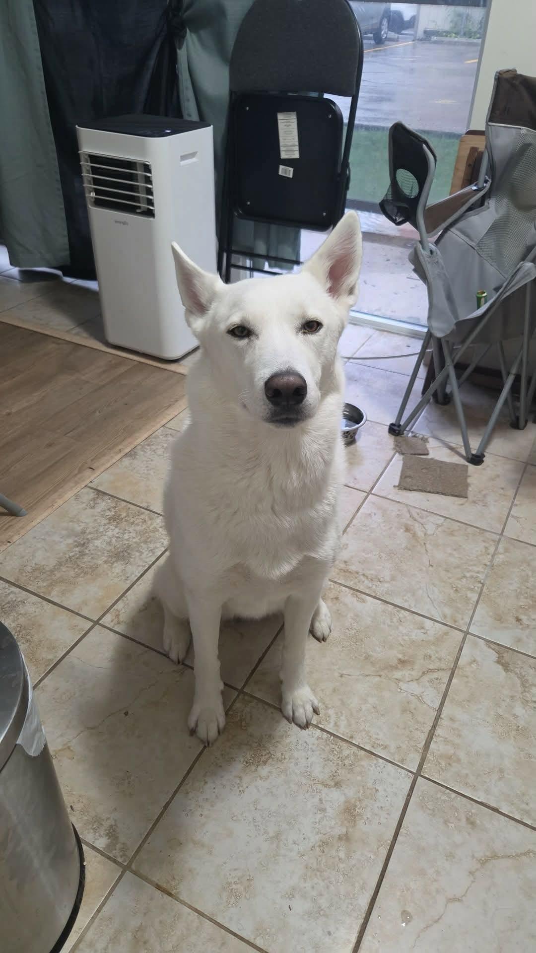 Enlarge Tsuki, a Adopted Husky in London, ON image 3/4