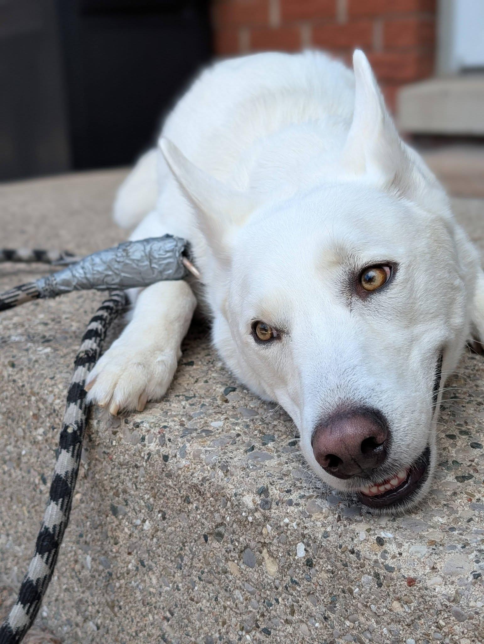Tsuki, Adoptable, Adult Female Husky.
