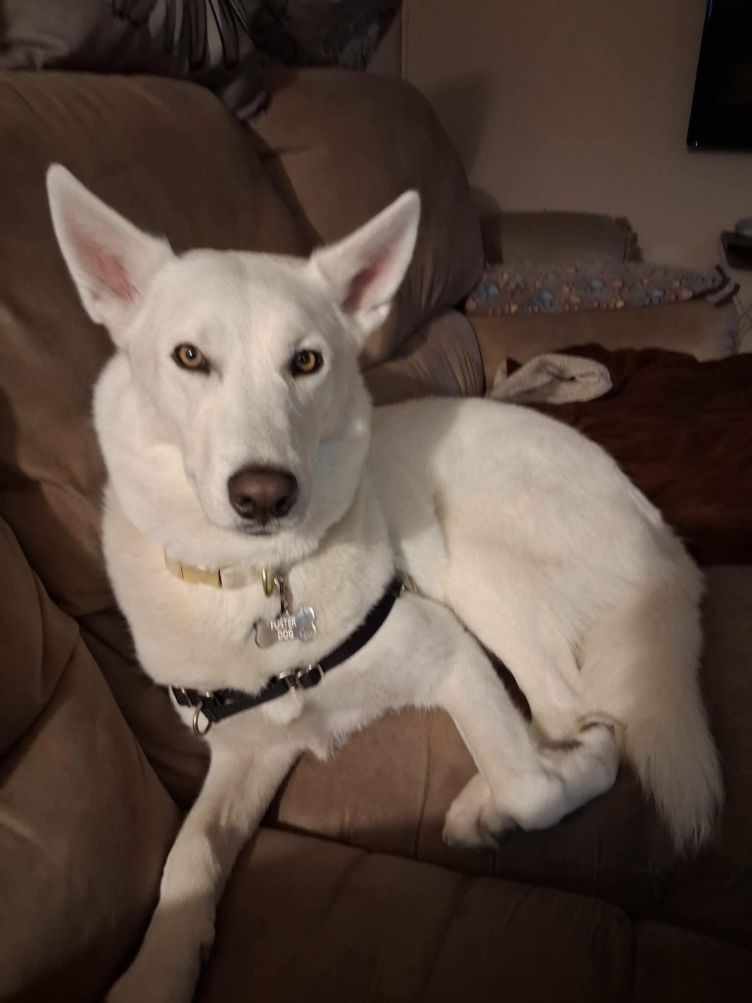 Enlarge Tsuki, a Adopted Husky in London, ON image 2/4