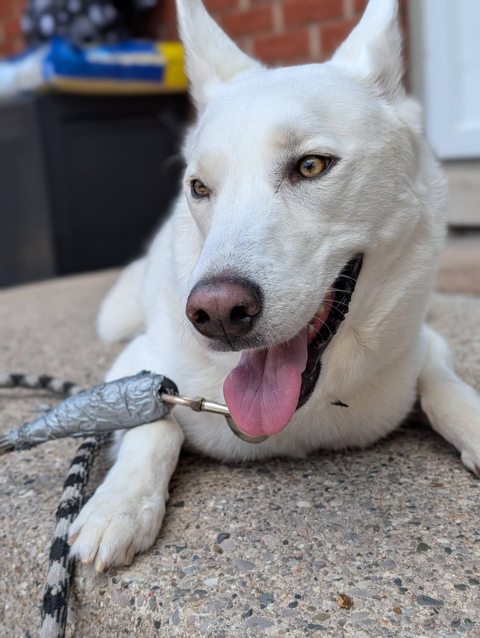 Enlarge Tsuki, a Adopted Husky in London, ON image 4/4