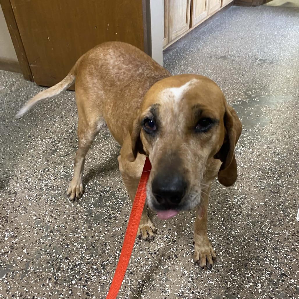 Enlarge dapple, a Adoptable Coonhound in Stilwell, OK image 1/2