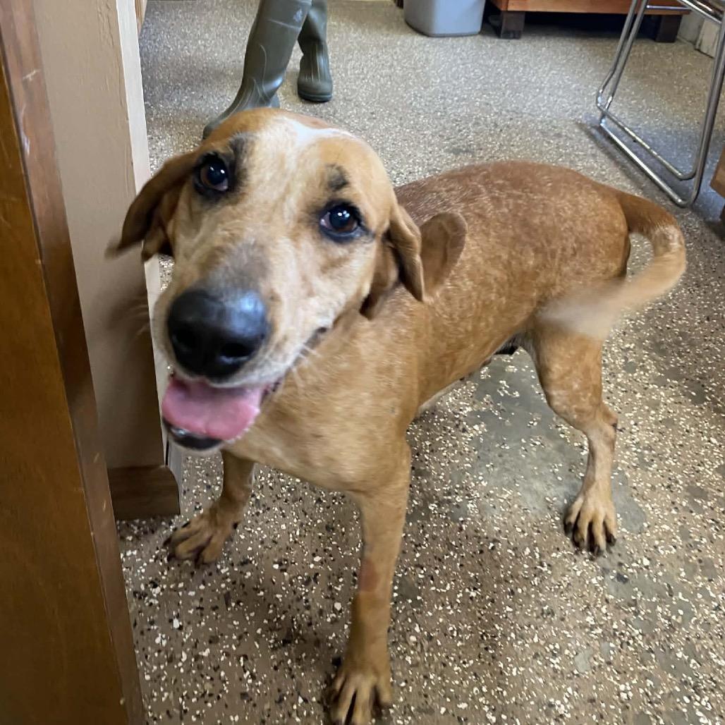 Enlarge dapple, a Adoptable Coonhound in Stilwell, OK image 2/2