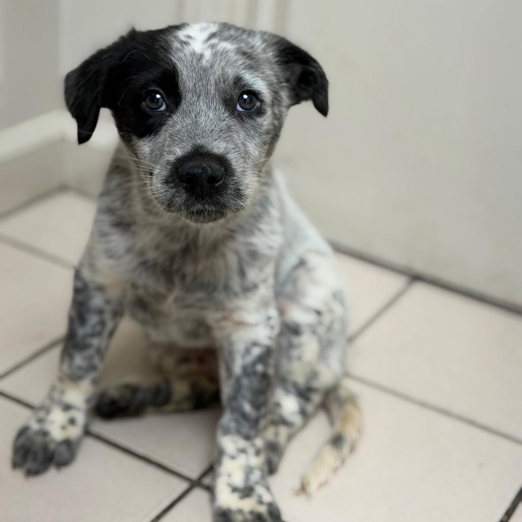 Dewey — thumbnail 2