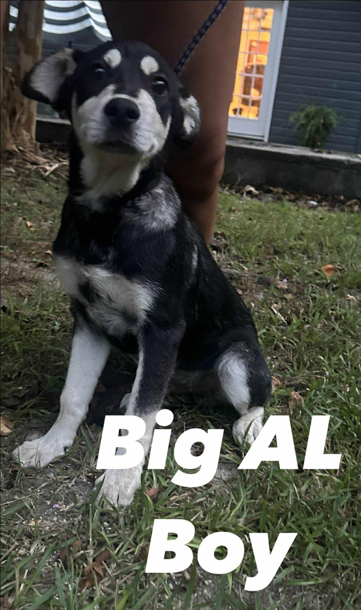 Big Al photo 1