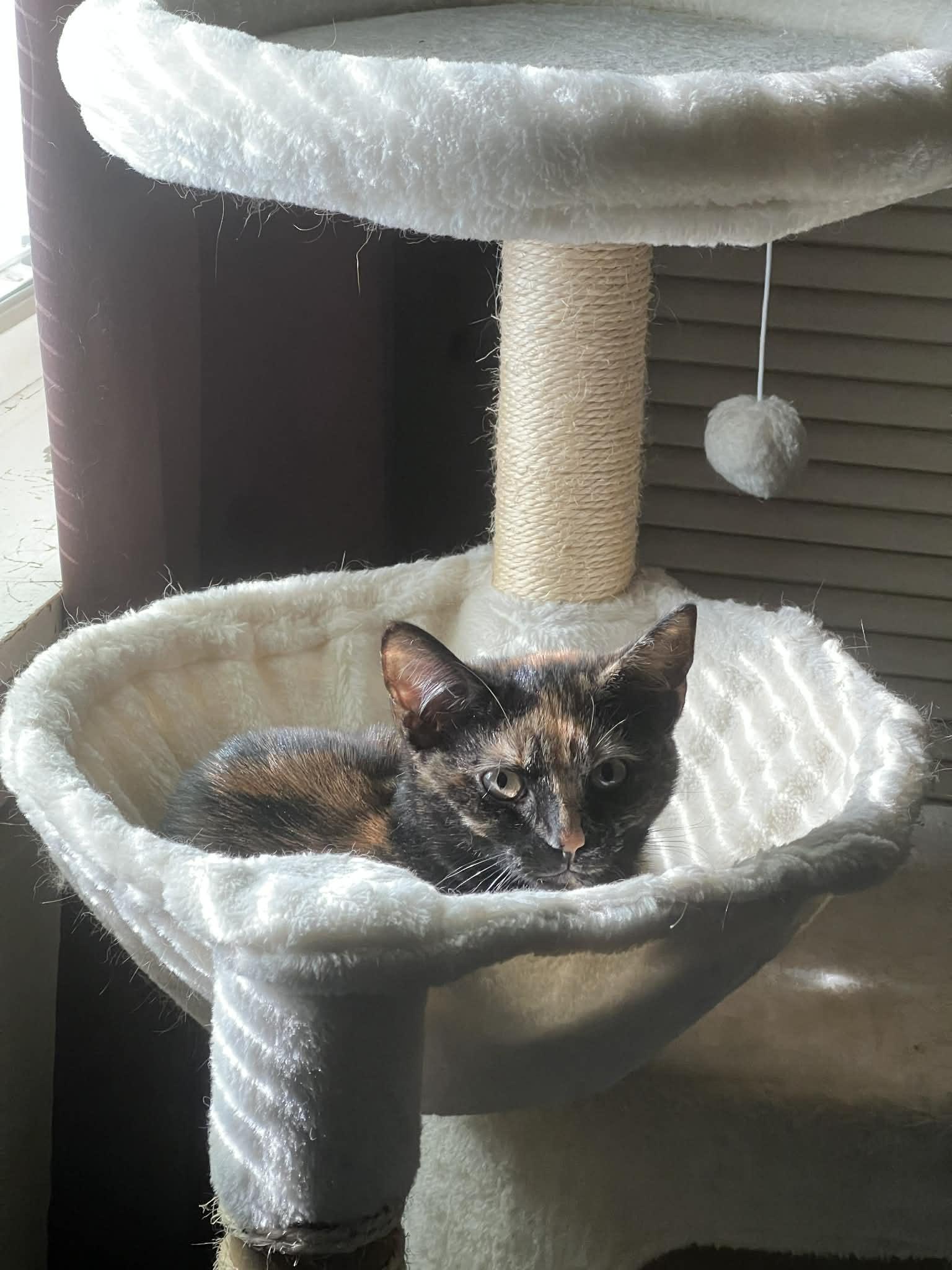 Zina, Adoptable, Kitten Female Tortoiseshell.