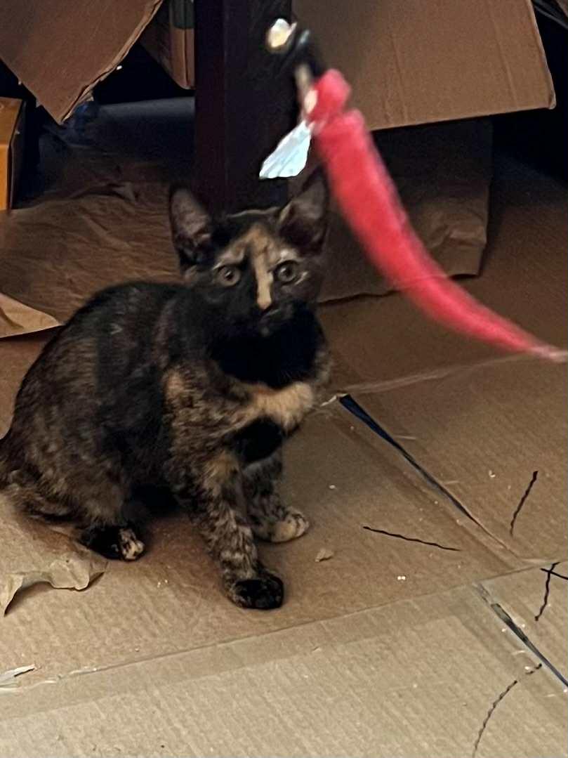 Enlarge Zina, a Adoptable mixed breed in Nesquehoning, PA image 6/6