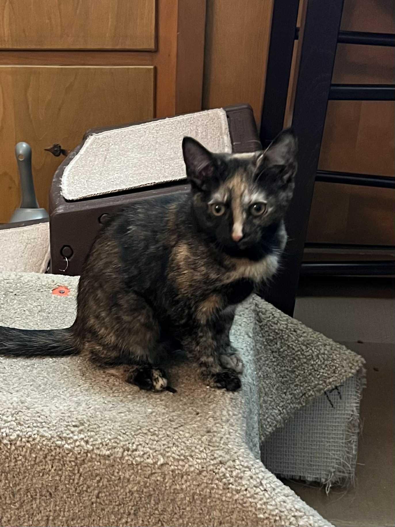 Enlarge Zina, a Adoptable mixed breed in Nesquehoning, PA image 2/6