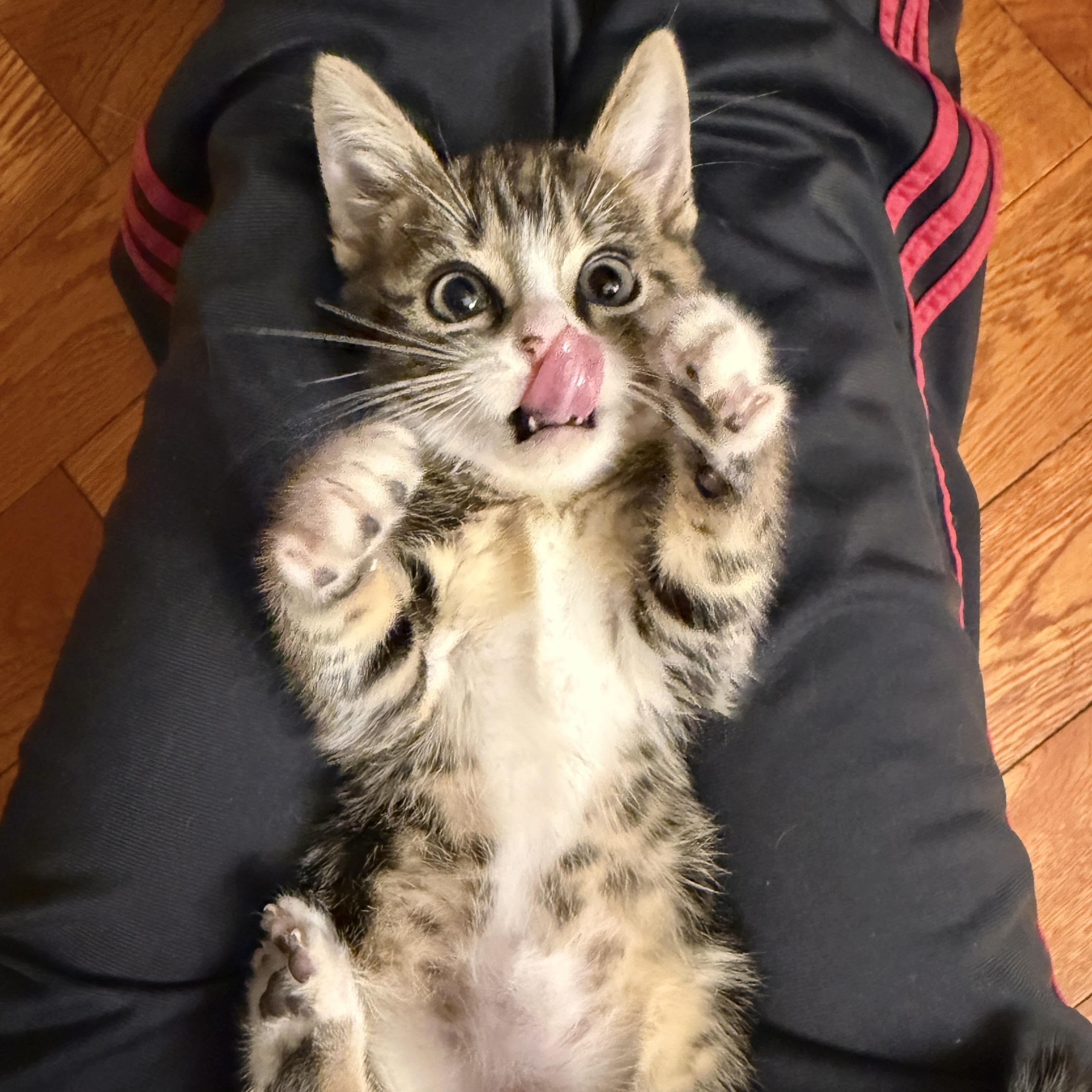 Enlarge Dalton, a ADOPTABLE Domestic Short Hair in Los Angeles, CA image 1/5