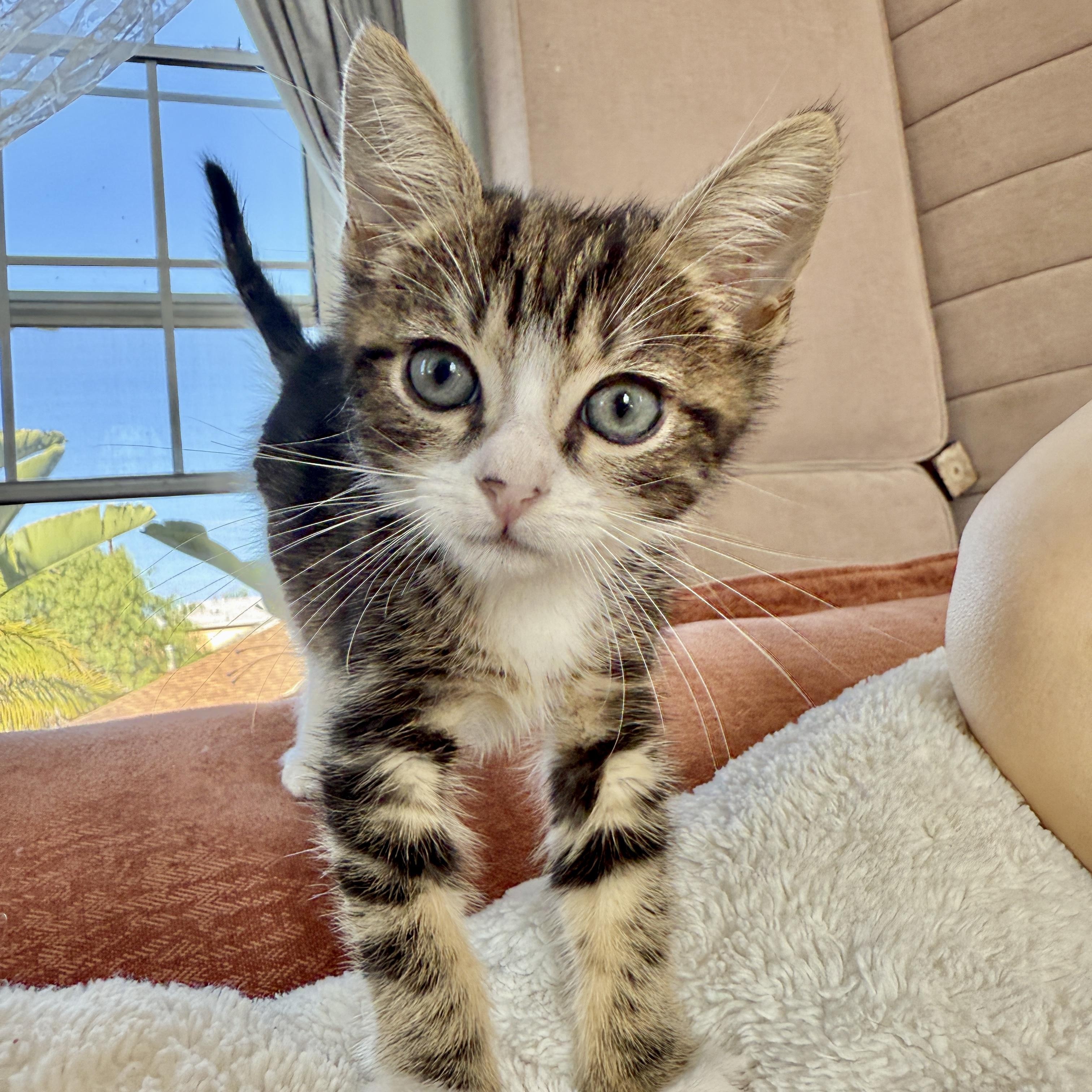 Enlarge Dalton, a ADOPTABLE Domestic Short Hair in Los Angeles, CA image 2/5