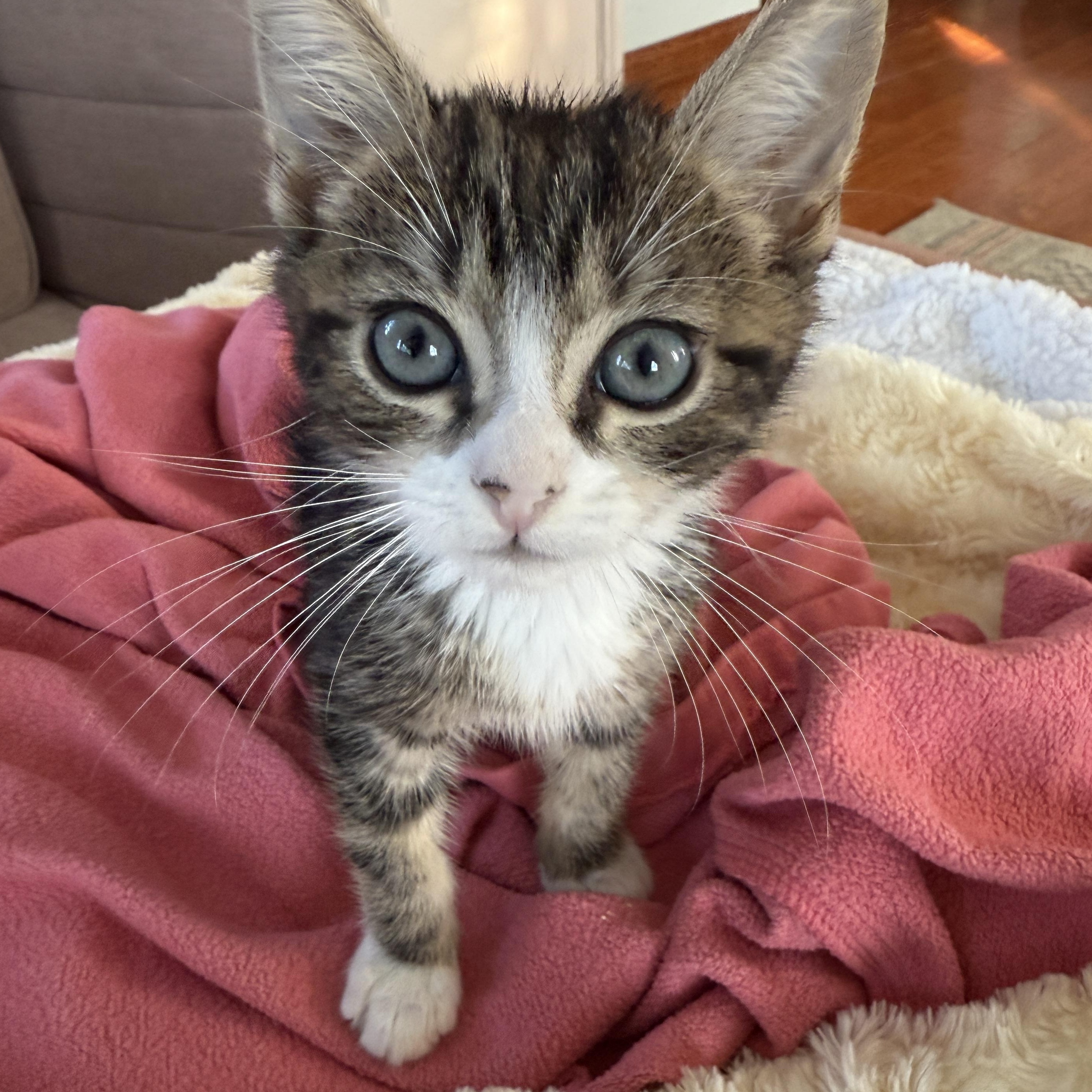 Enlarge Dalton, a ADOPTABLE Domestic Short Hair in Los Angeles, CA image 3/5