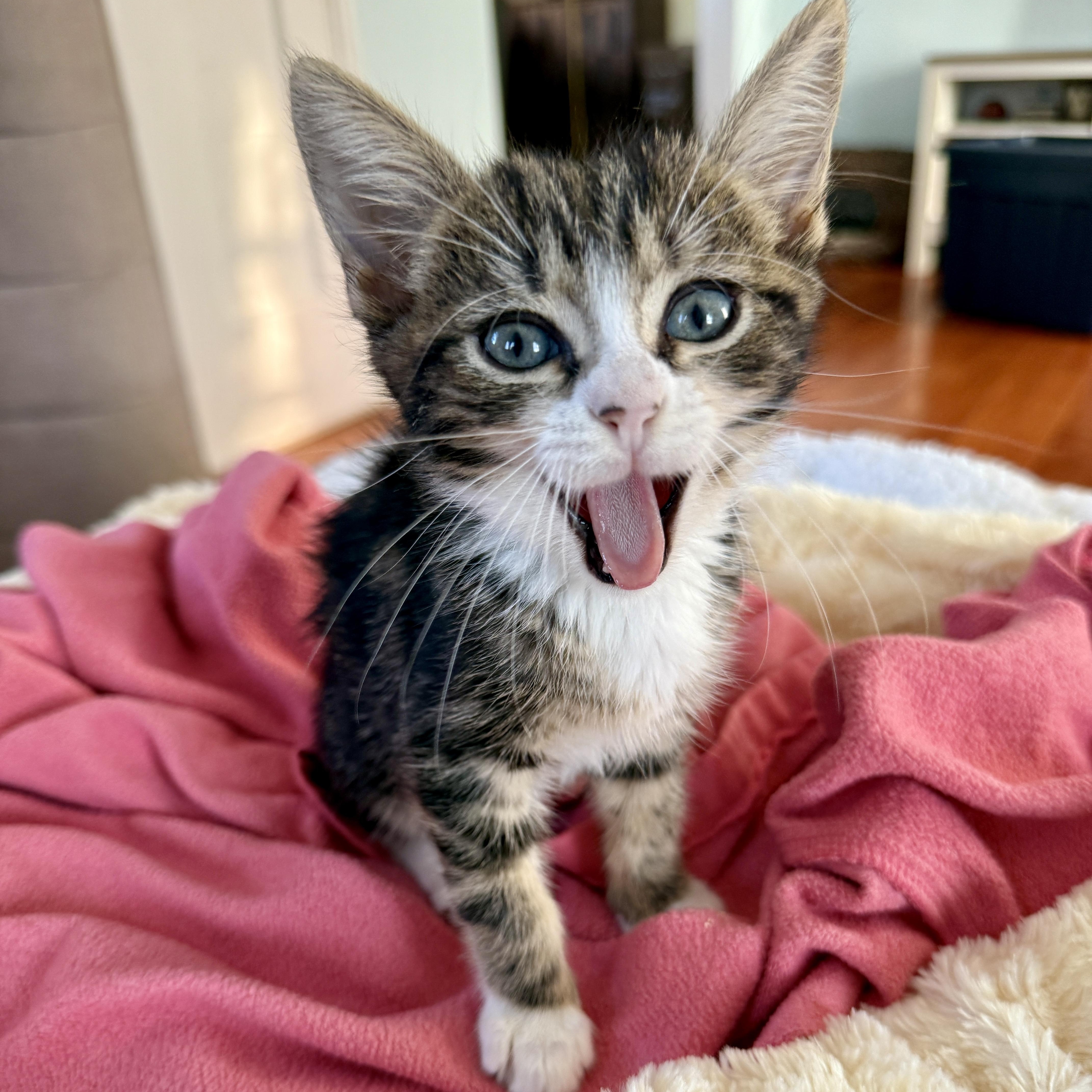 Enlarge Dalton, a ADOPTABLE Domestic Short Hair in Los Angeles, CA image 4/5