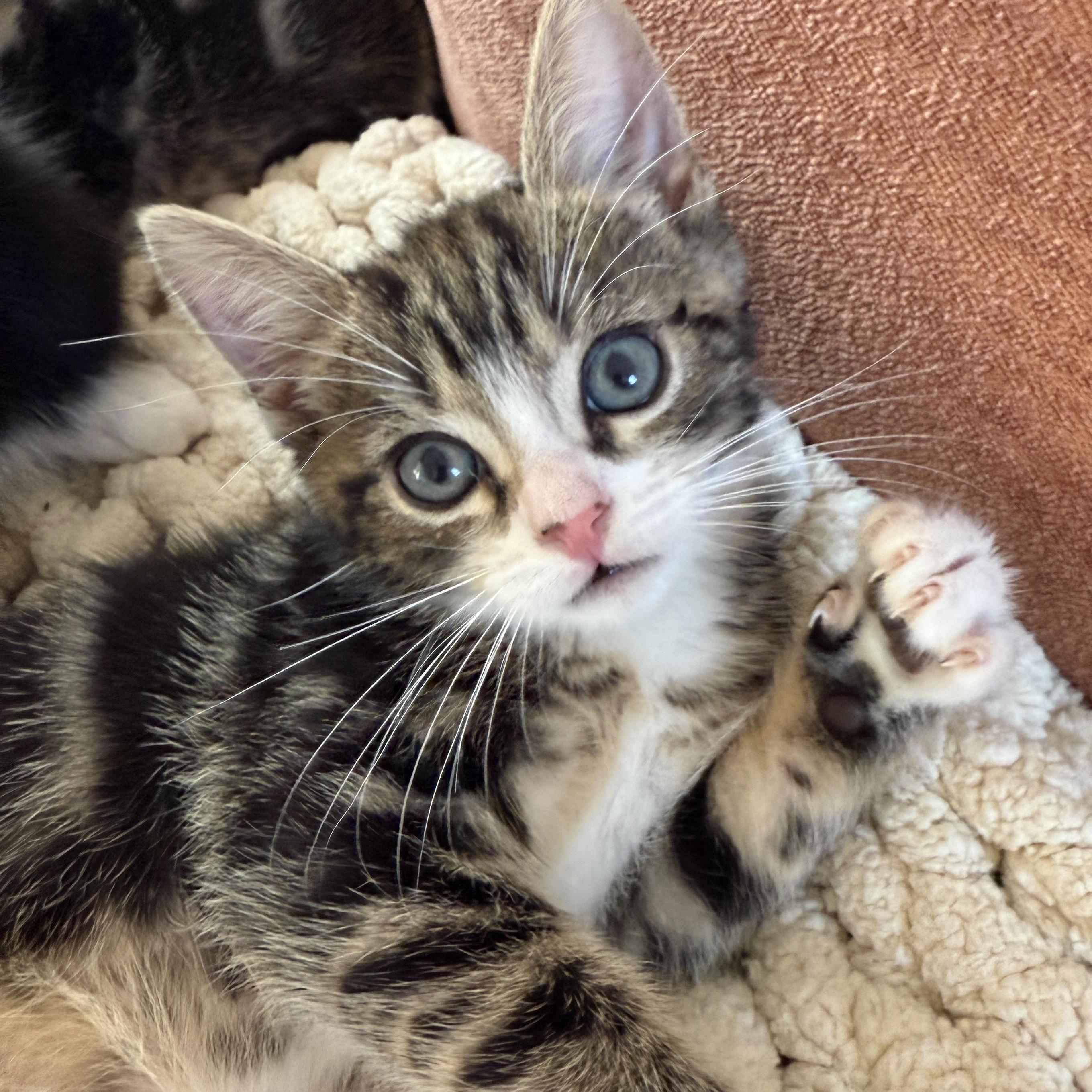 Enlarge Dalton, a ADOPTABLE Domestic Short Hair in Los Angeles, CA image 5/5