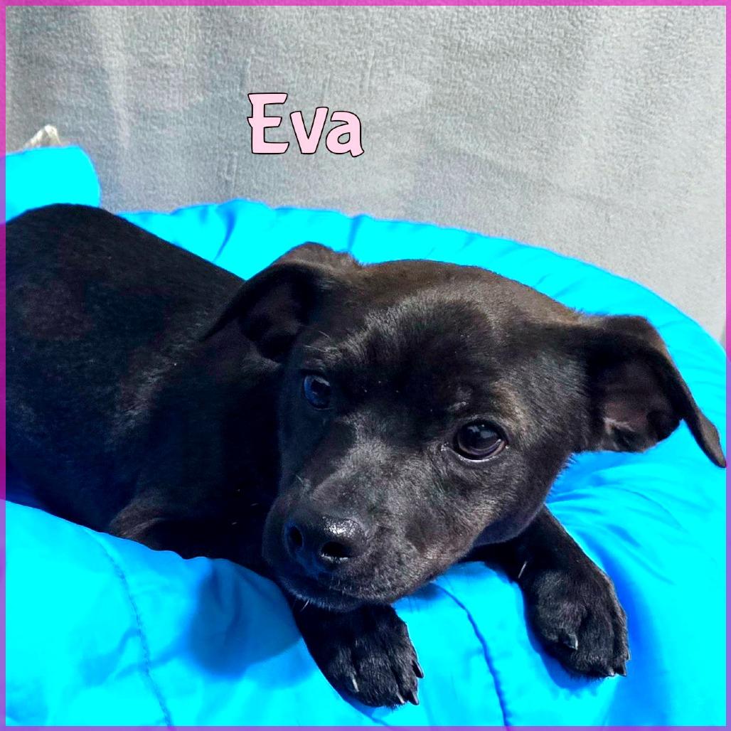 Enlarge Eva, a Adoptable mixed breed in Joliet, IL image 1/1