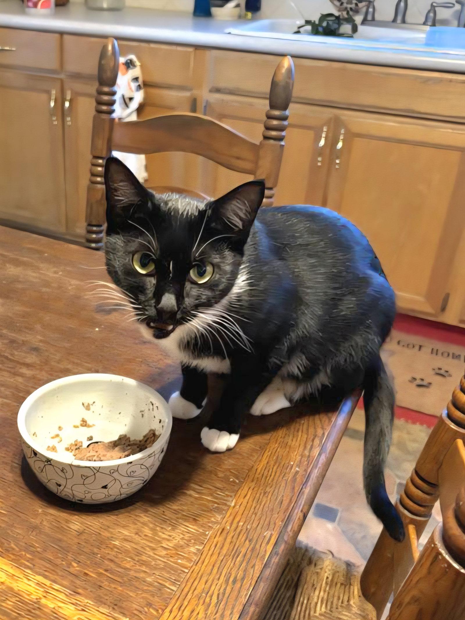 Libby, Adopted, Young Female Tuxedo & Domestic Short Hair.