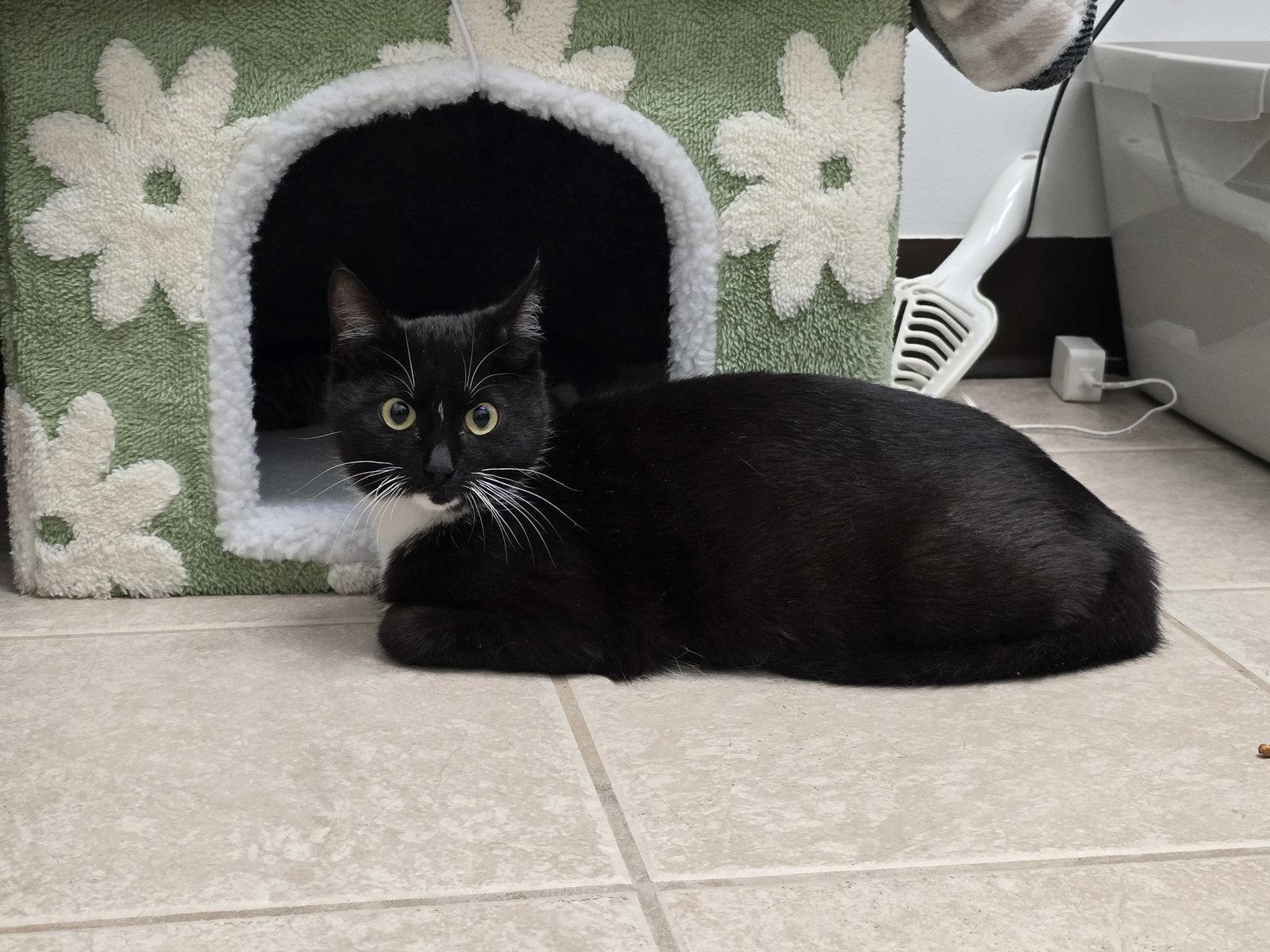 Enlarge Libby, a Adopted mixed breed in Locust Grove, GA image 2/3
