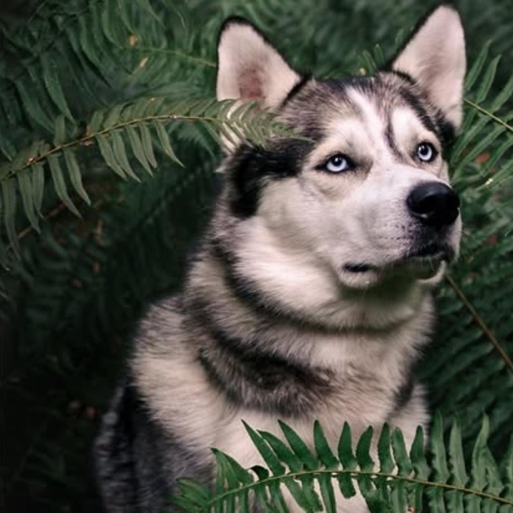 Enlarge Gunner, a Adoptable Husky in North Vancouver, BC image 6/6