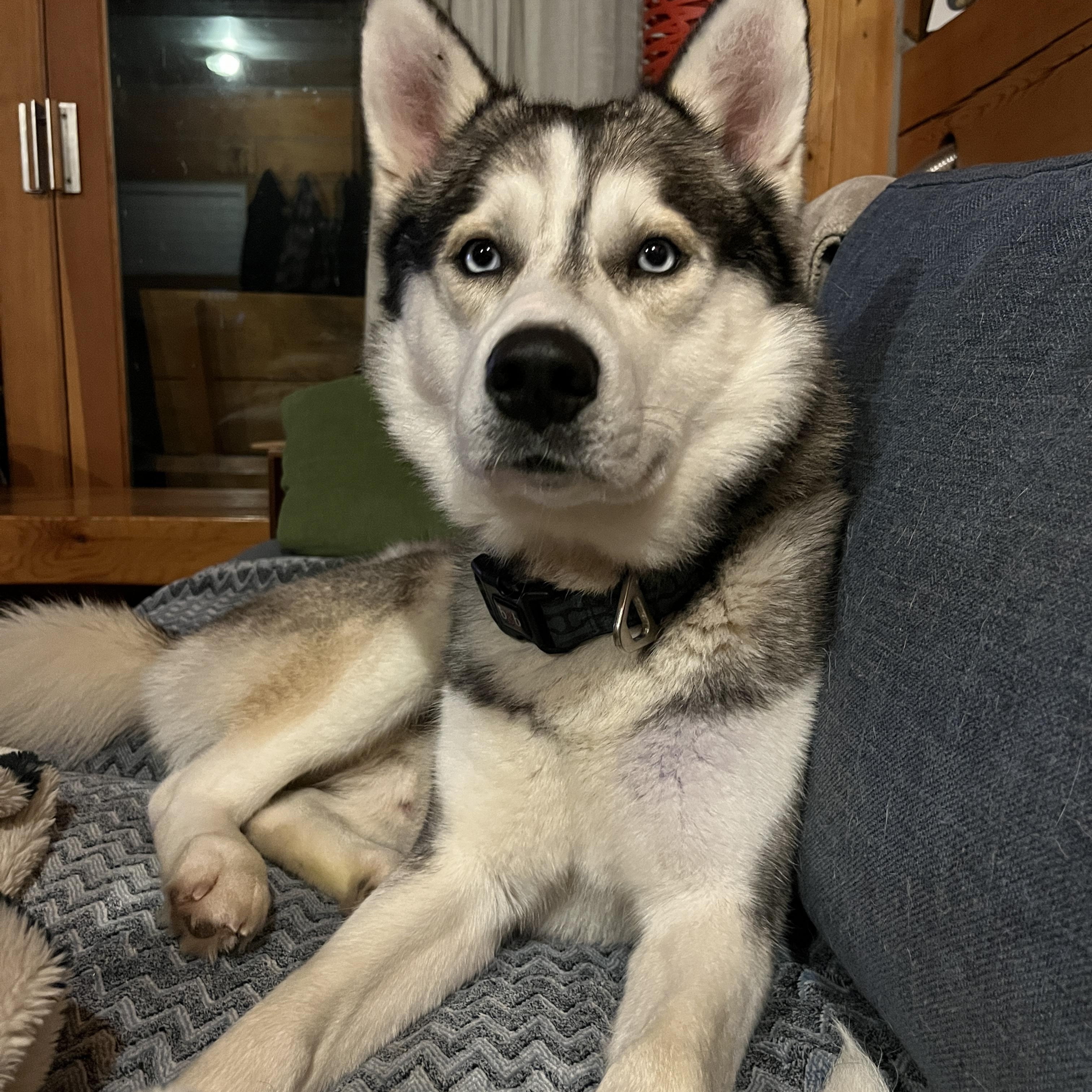 Enlarge Gunner, a Adoptable Husky in North Vancouver, BC image 4/6