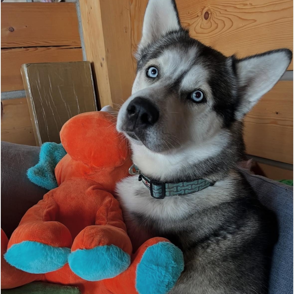 Enlarge Gunner, a Adoptable Husky in North Vancouver, BC image 2/6